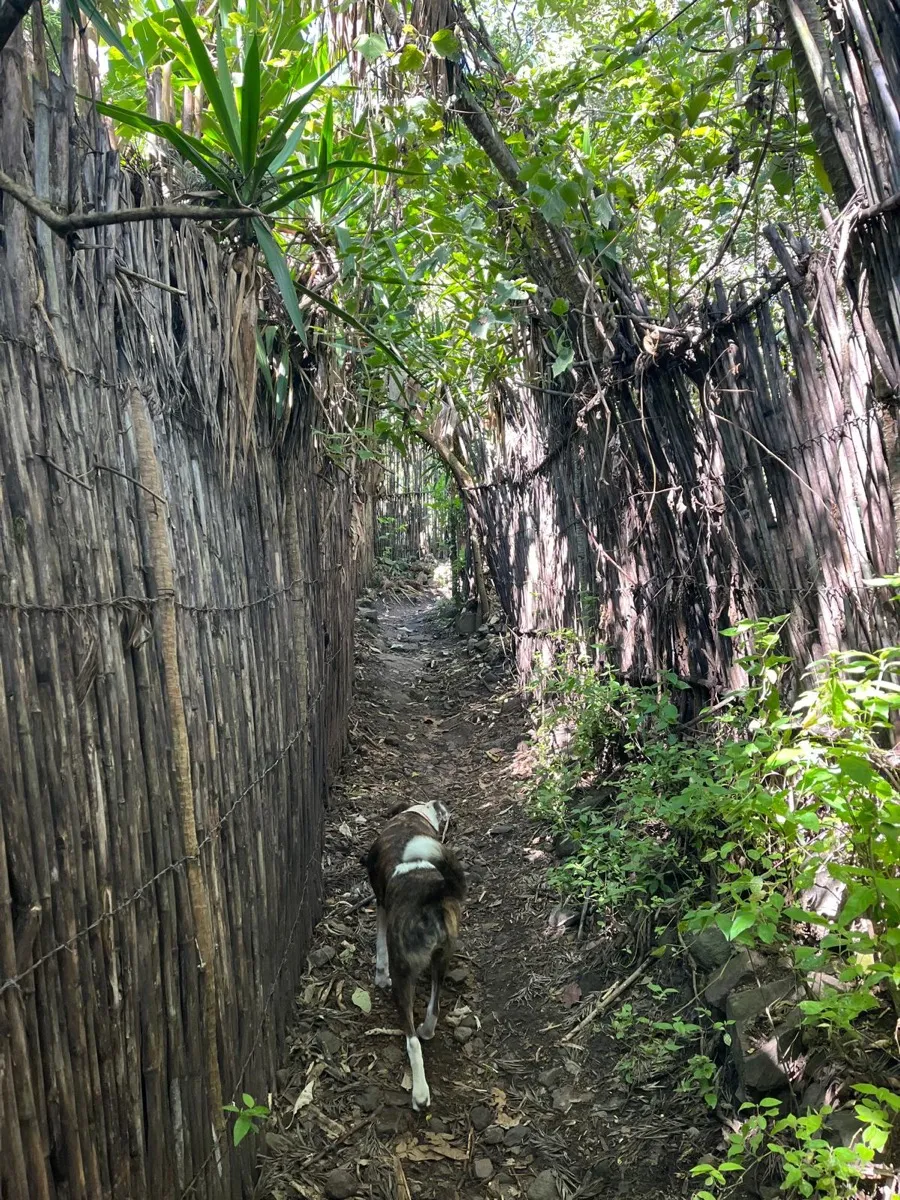 A dog walks down a narrow reed-walled footpath in Tzununá's Little America corridor