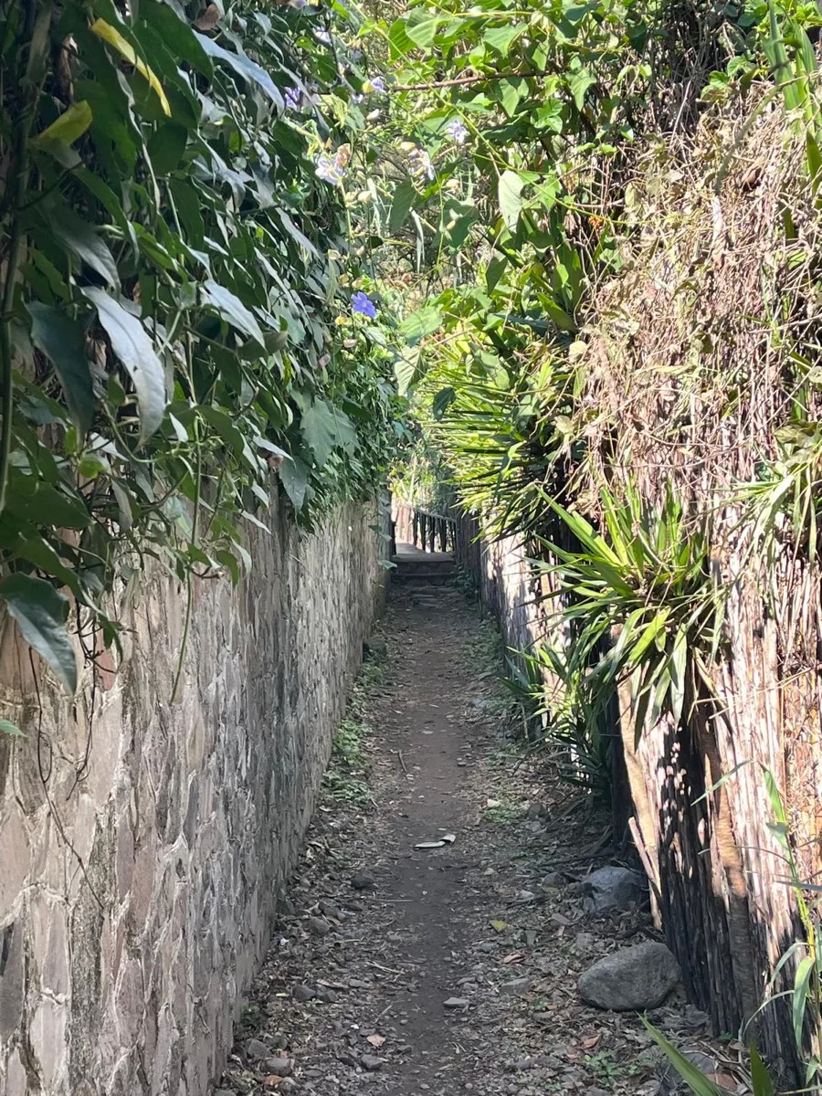 A stone-and-reed walled footpath descending through greenery in Tzununá